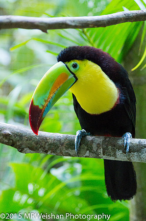 Keel-billed Toucan