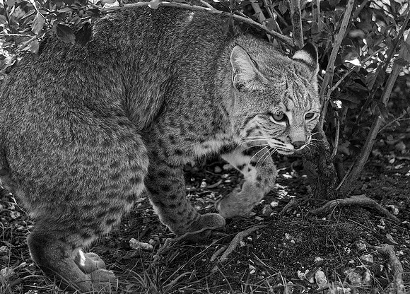 Crouching Bobcat
