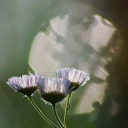 Dew Covered Trio