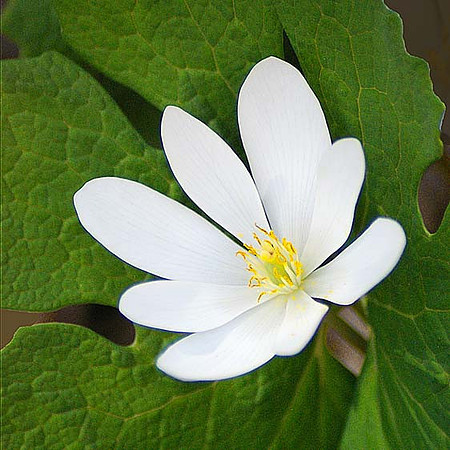 Bloodroot Blossom