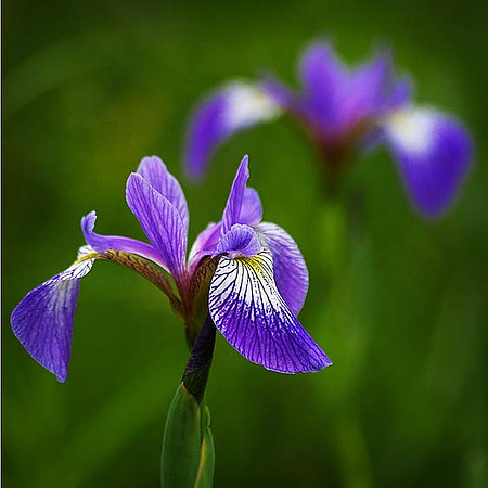 Blue Flag Iris