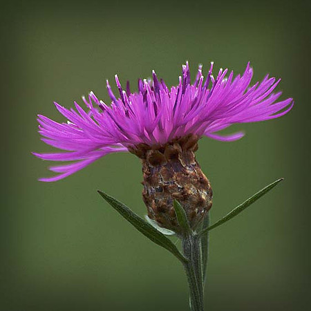 Brown Knapweed