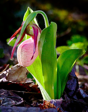 Pink Lady's Slipper