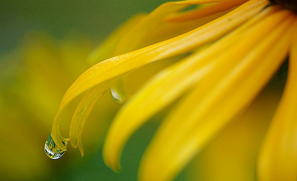 Susan's Tear
