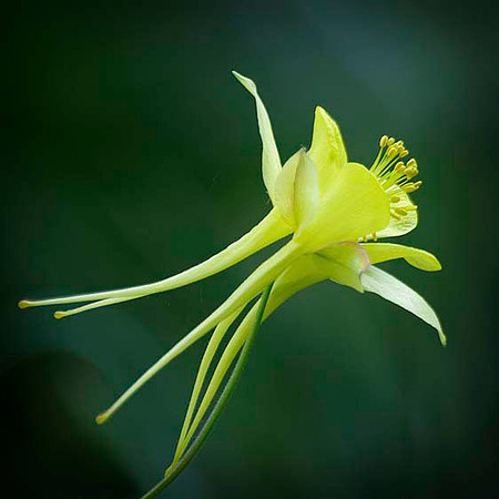 Yellow Columbine