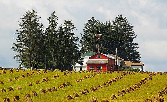 Shocked Grain on Amish Farm