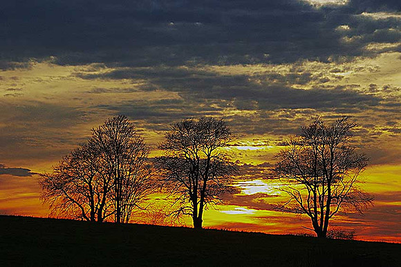 Four Trees in Sunset
