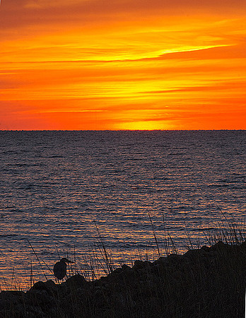 Heron At Sunset on Galveston Bay