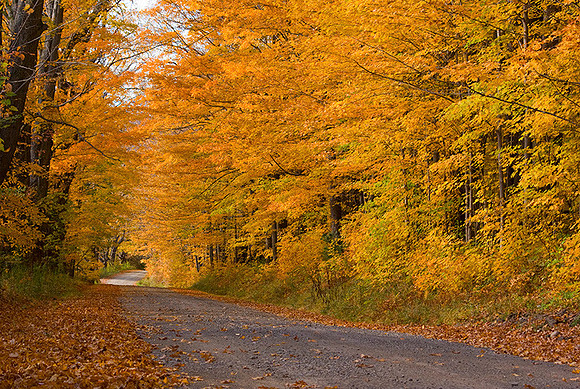 Rural Road Lined with Gold