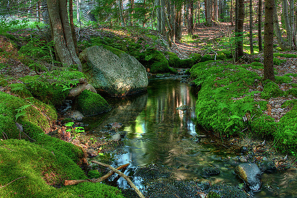 Woodland Reflections