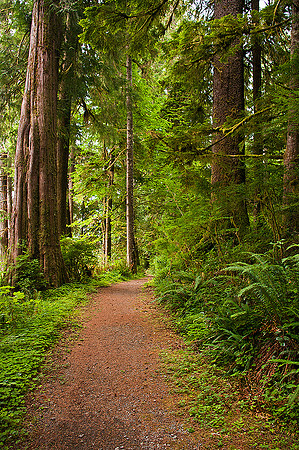 A Walk Through The Cedars