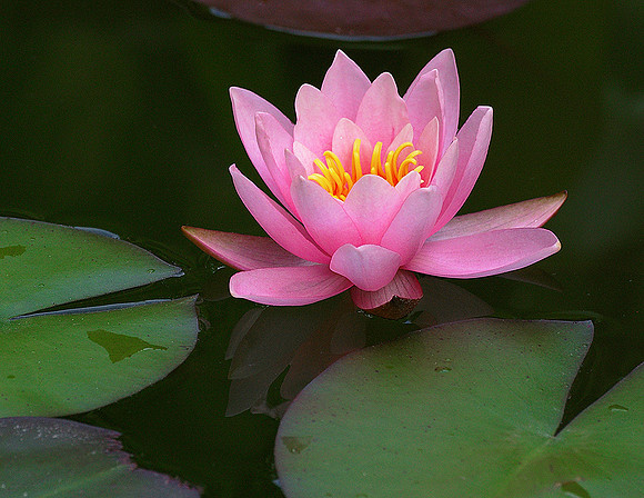 Pink Water Lily