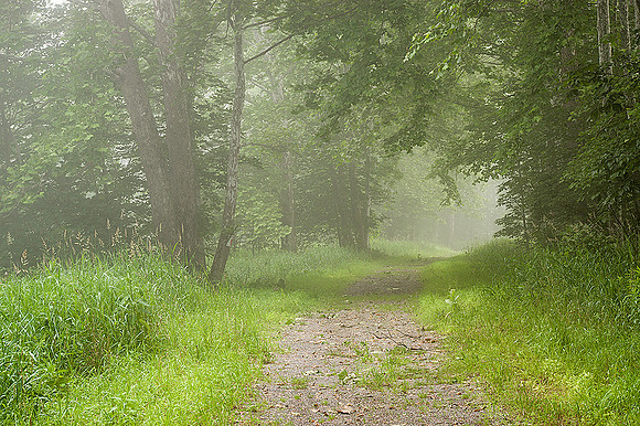 Foggy Abandoned Road
