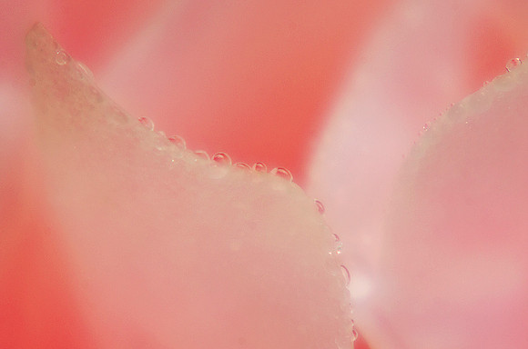 Pink Rose Petals Lined With Raindrops