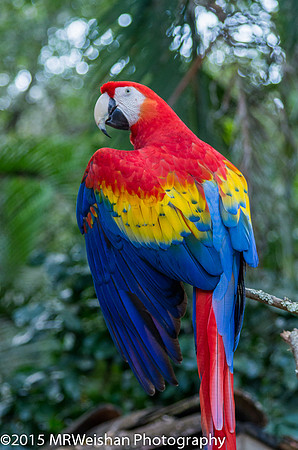 Scarlet Macaw