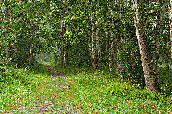 Wooded Abandoned Lane