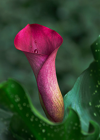 Purple Calla Lily