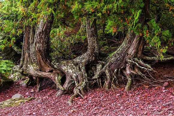 Three Cedars