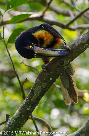 Banded Aracari