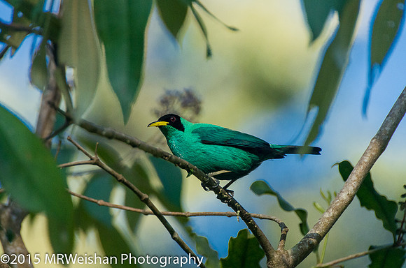 Green Honeycreeper Male