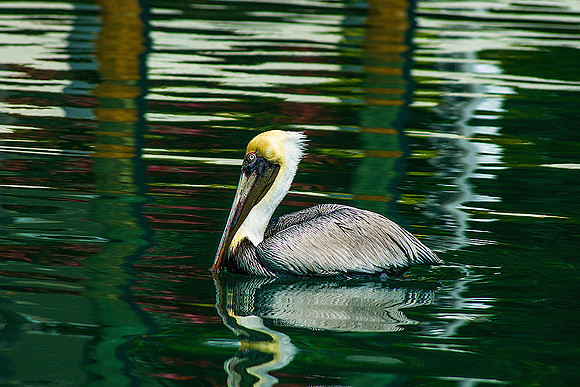 Brown Pelican with Reflections