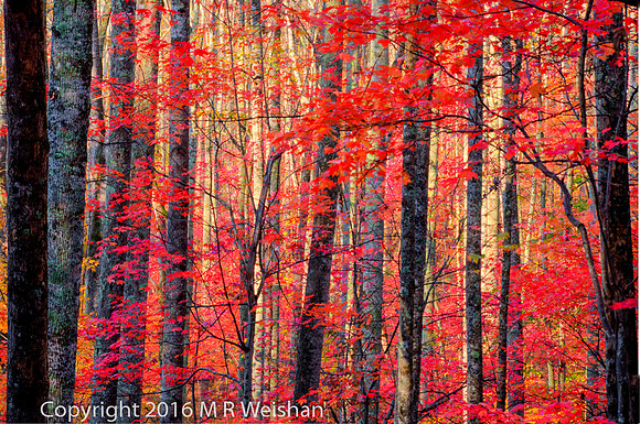 Red Leaves Amid Tree Trunks