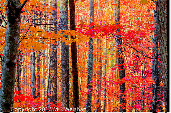 Red and Orange Leaves in the Forest