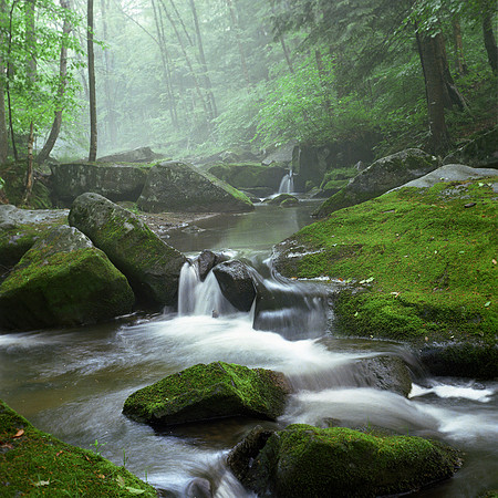 Red House Brook No. 2 Allegany State Park