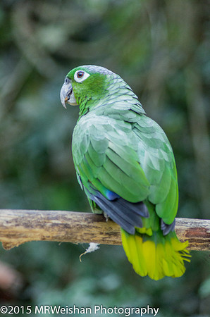 Mealy Amazon Parrot
