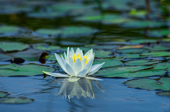White Water Lily on North Branch of Moose River