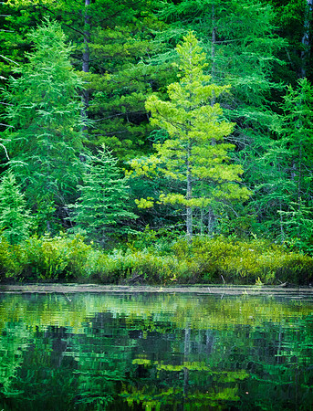 Fish Creek Shoreline No. 2