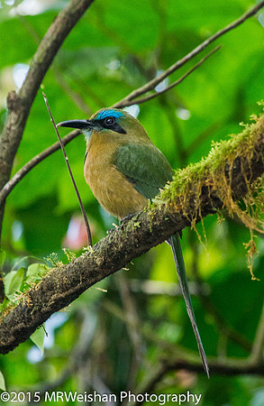 Keel-billed Motmot