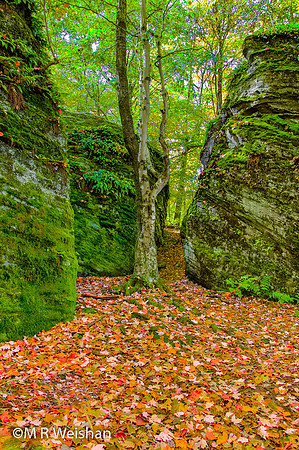Rock City State Forest #2