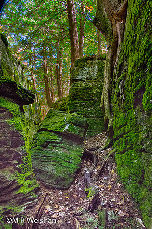 Rock City State Forest #4