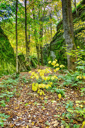 Rock City State Forest #3