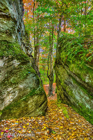 Rock City State Forest #1