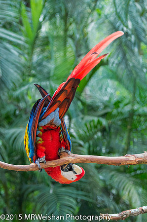Scarlet Macaw