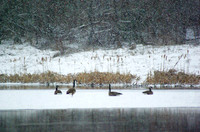 Canada Goose in Snowstorm