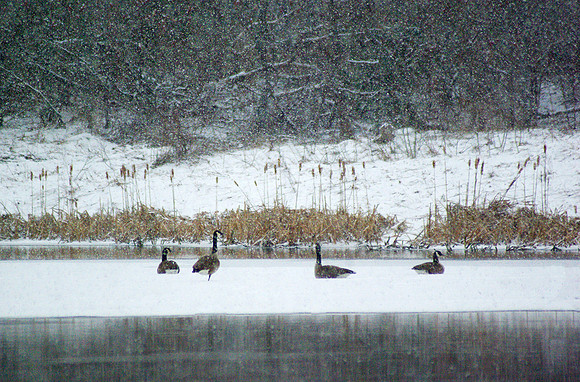Canada Goose in Snowstorm