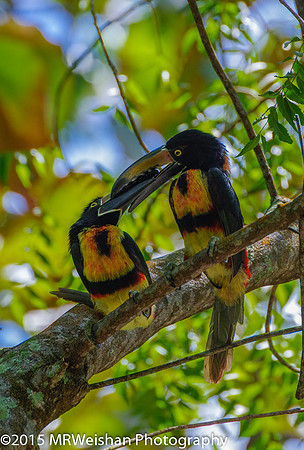 Banded Aracari