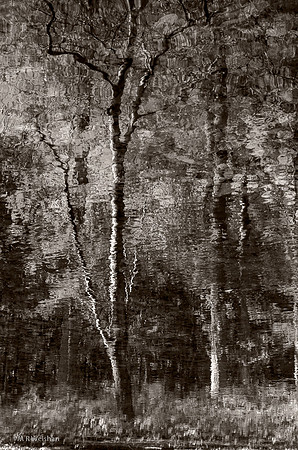 Dancing Creek Bank Reflections No. 1