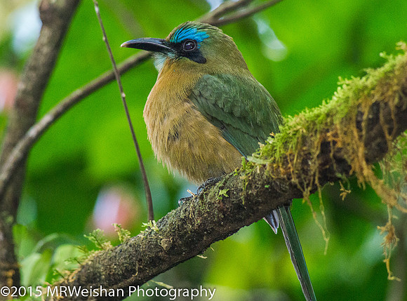 Keel-billed Motmot