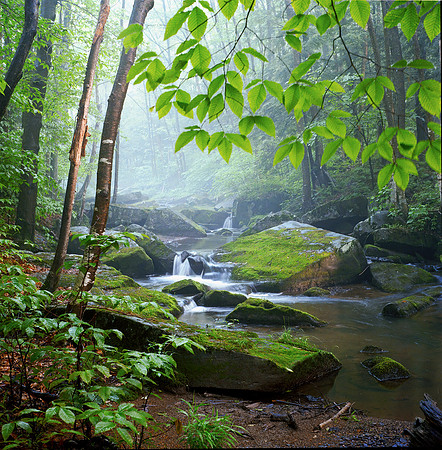 Red House Brook No. 1