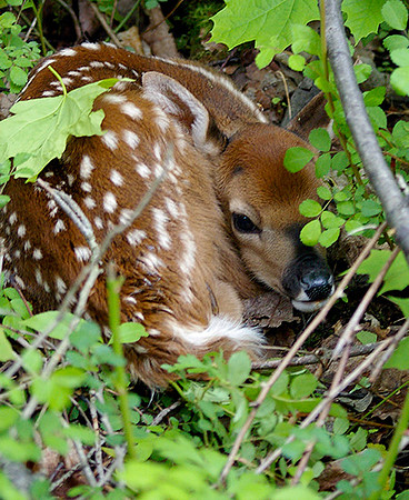 Hidden Fawn