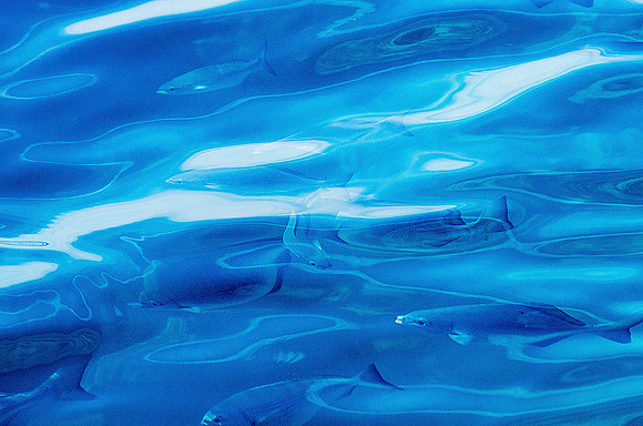 Reflections and Refractions No. 2