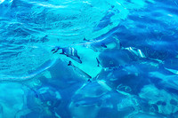 Fish Amid Light Reflections and Refractions No. 1