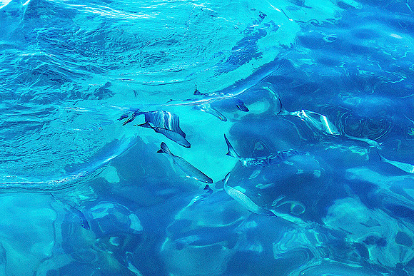 Fish Amid Light Reflections and Refractions No. 1