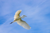 Great Egret in Flight