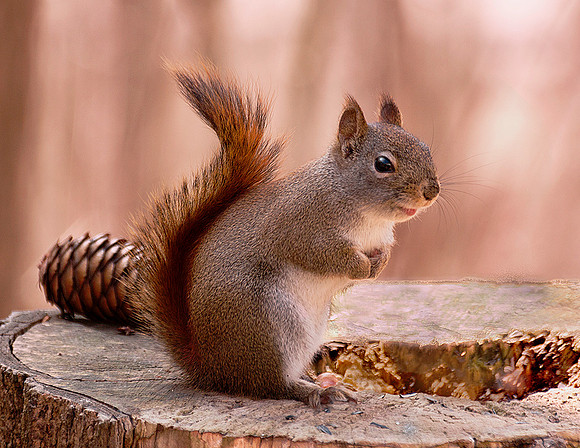 Happy Red Squirrel