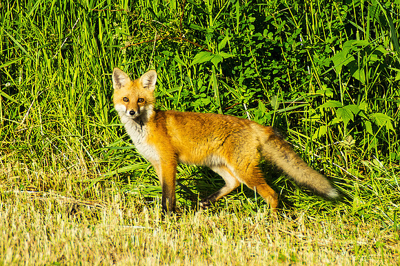 Young Red Fox at Field Edge